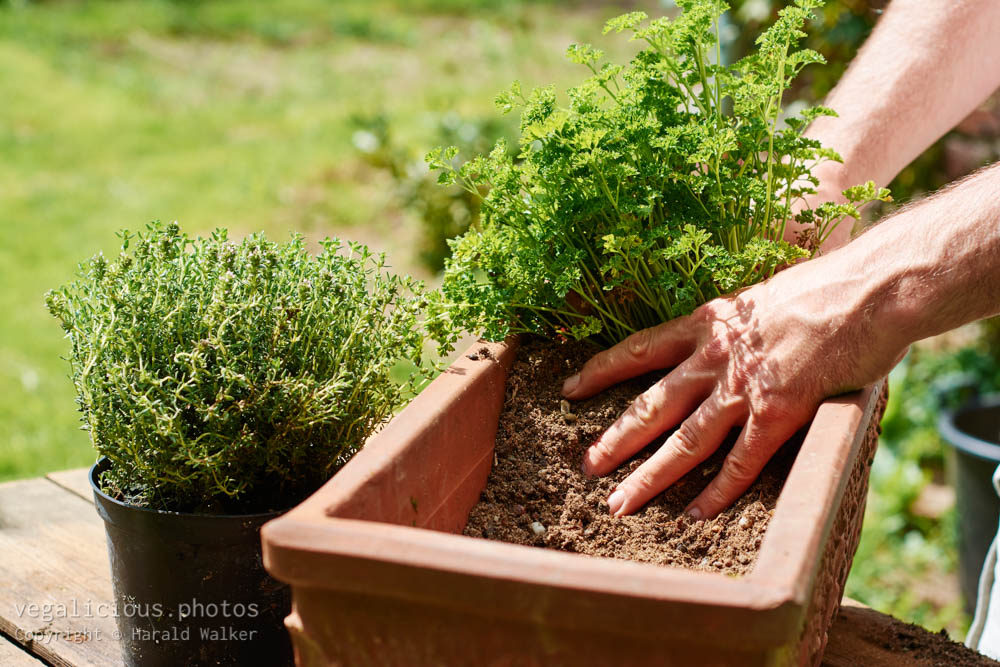 Stock photo of Planting parsley