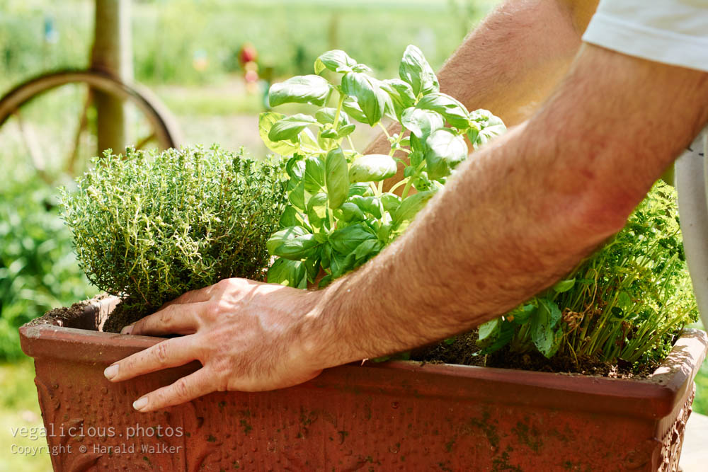 Stock photo of Planting thyme