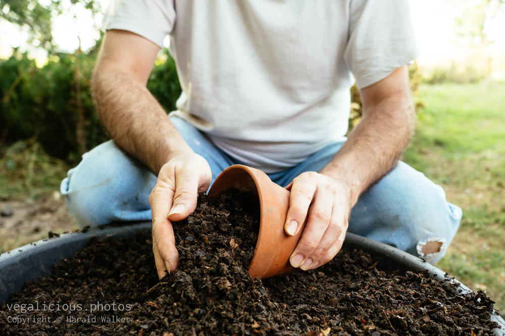 Stock photo of Gardener filling a terra cotta pot with compost