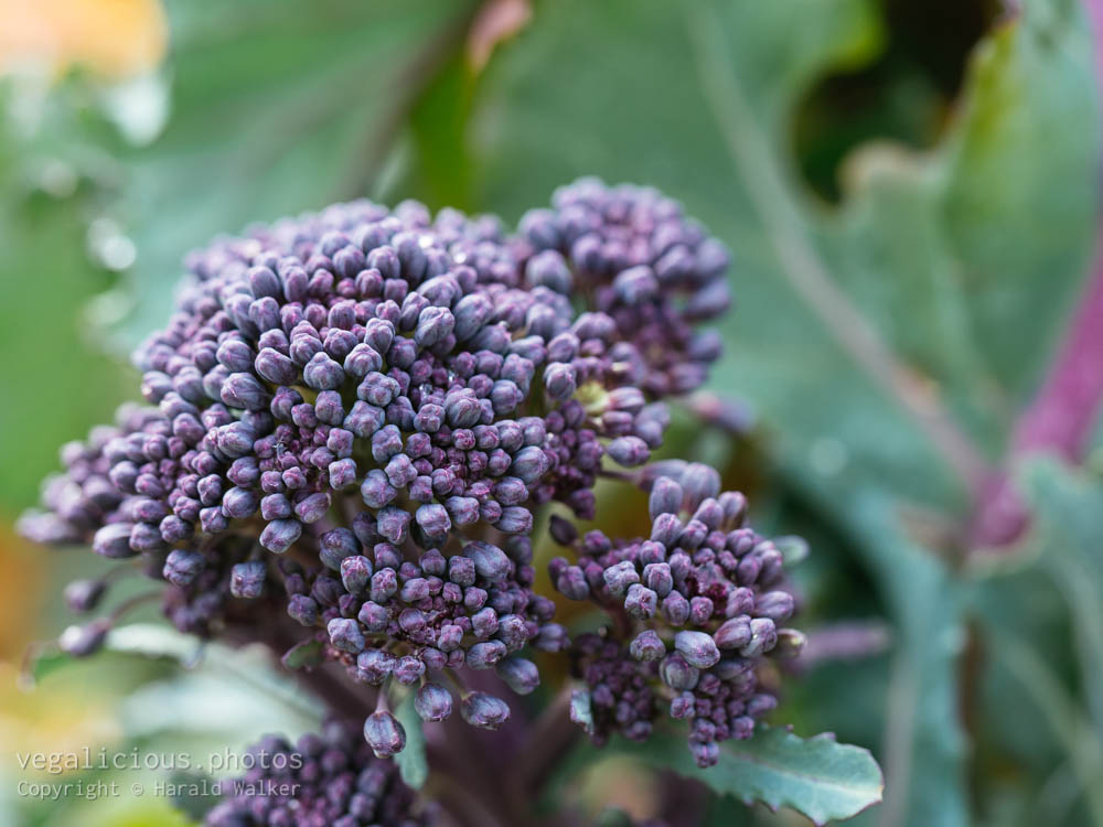 Stock photo of Early Purple Sprouting Broccoli