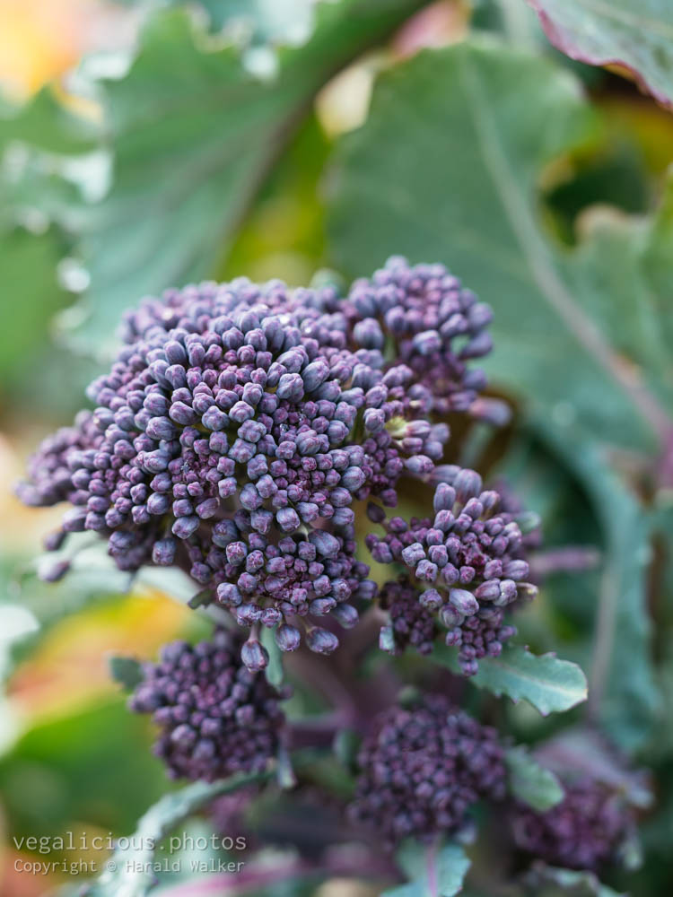 Stock photo of Early Purple Sprouting Broccoli