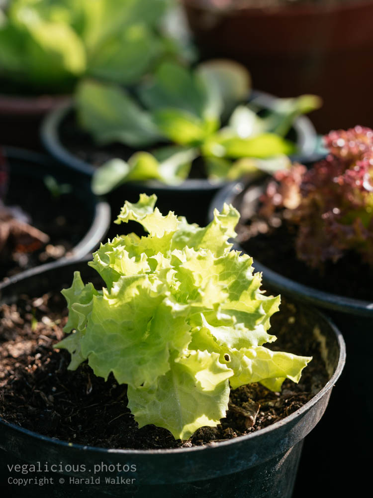 Stock photo of Lettuce growing