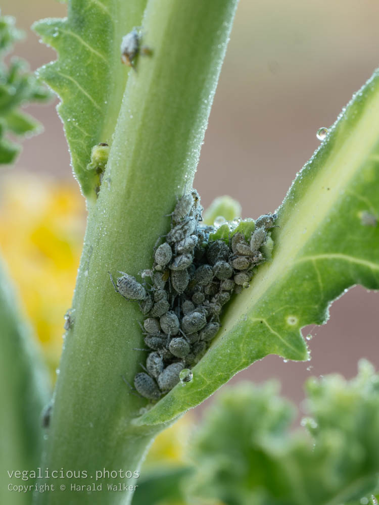Stock photo of Cabbage aphids