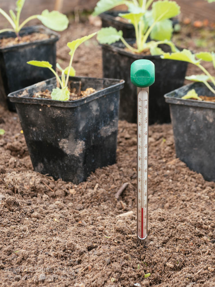 Stock photo of Soil thermometer