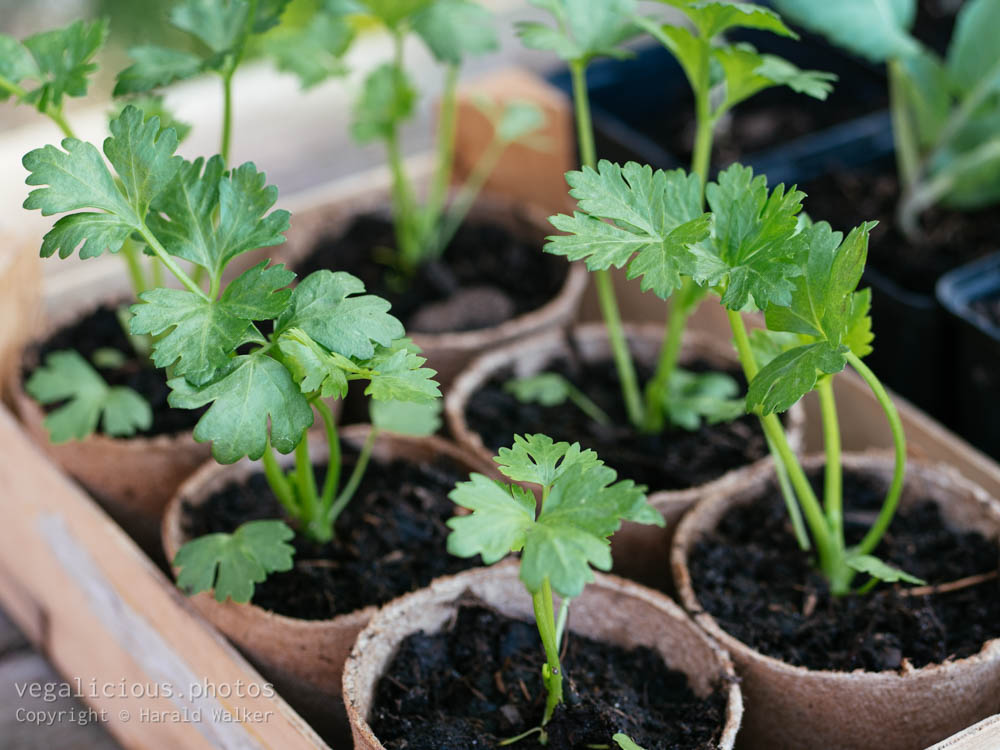 Stock photo of Celeriac seedlings