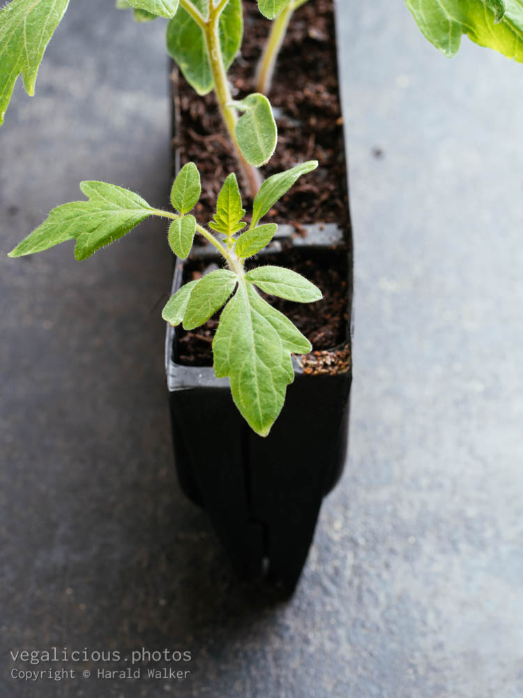 Stock photo of Tomato plants in root trainer