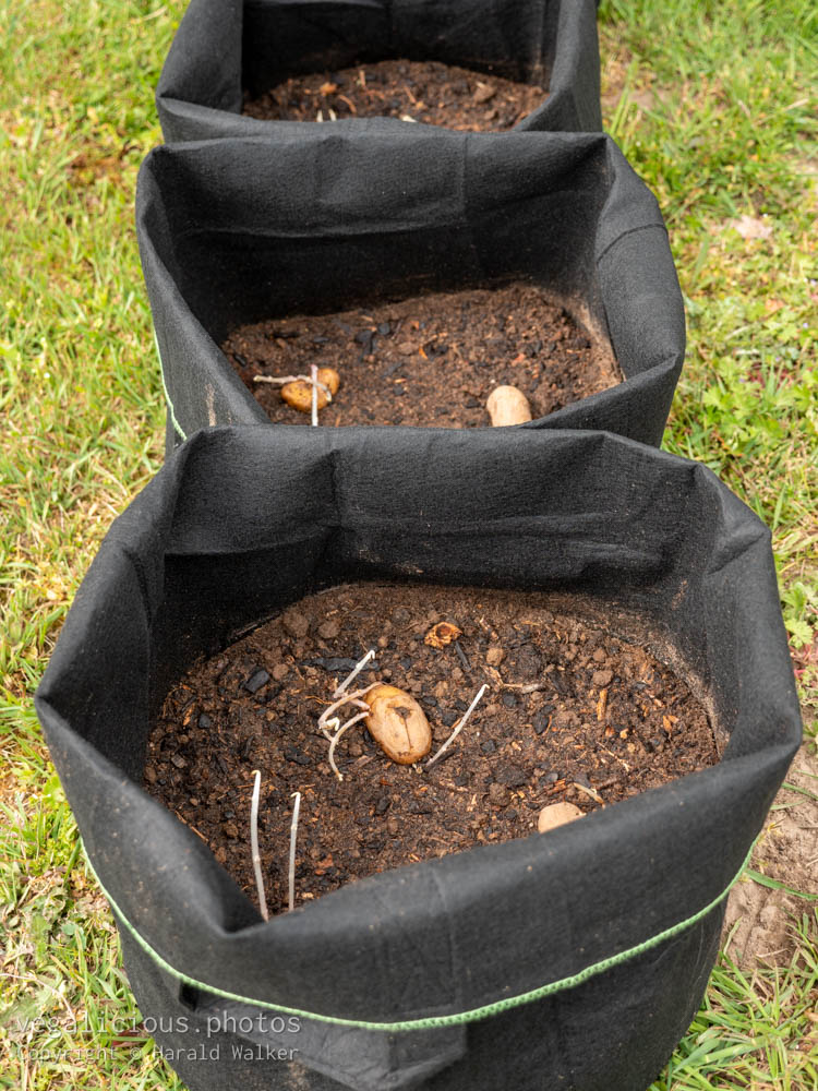 Stock photo of Potatoes in grow bag