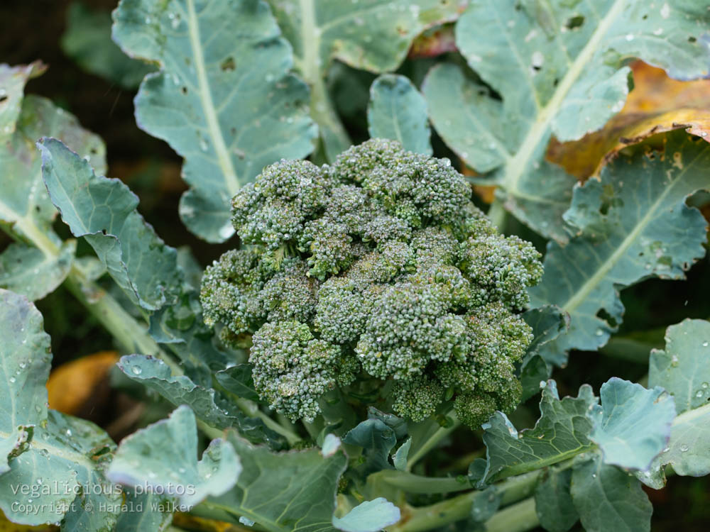Stock photo of Fresh Broccoli