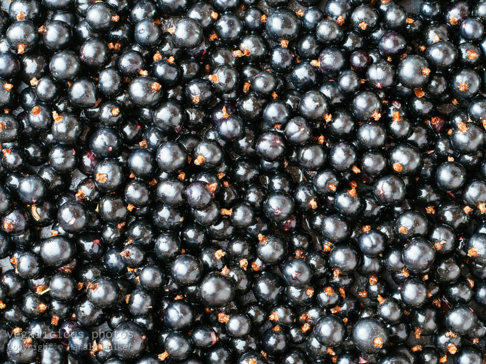 Stock photo of Blackcurrant berries