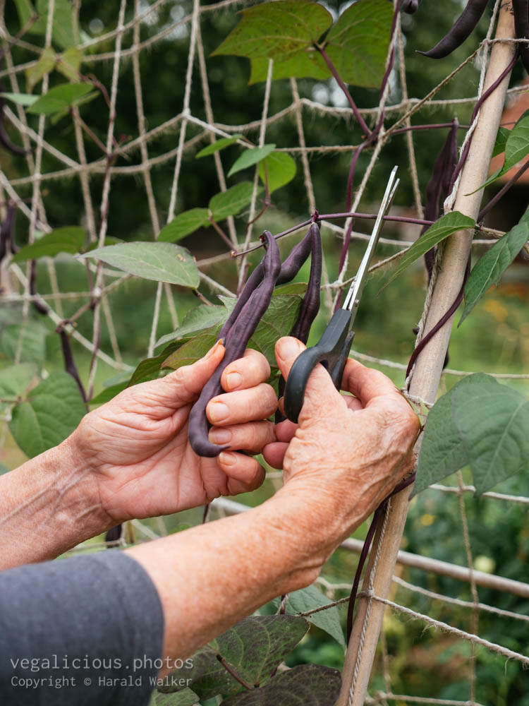 Stock photo of Harvesting purple beans
