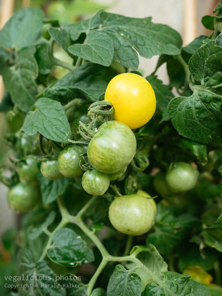 Stock photo of Tomato Balconi Yellow