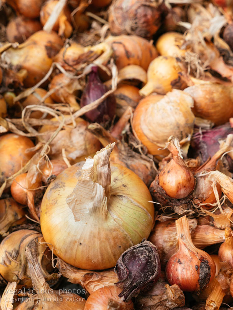 Stock photo of Harvested onions