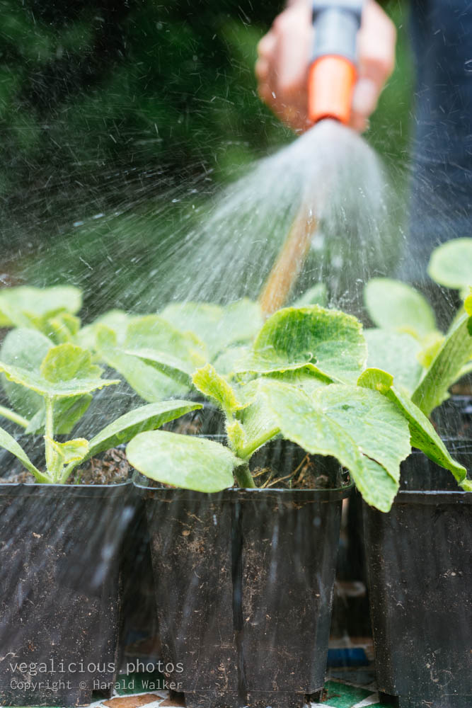 Stock photo of Watering squash seedlings