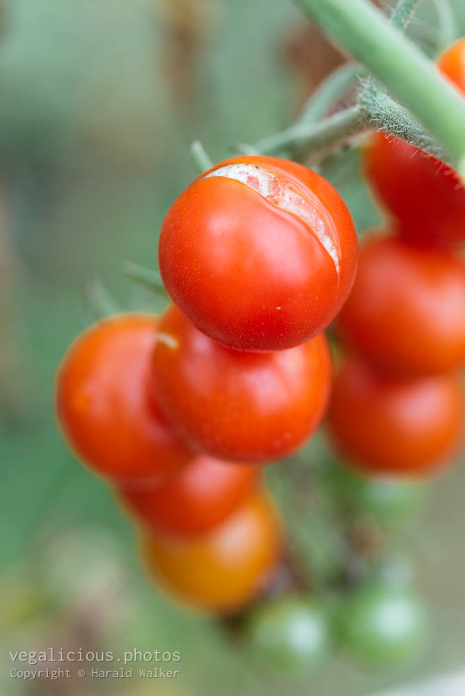 Stock photo of Cracked tomato