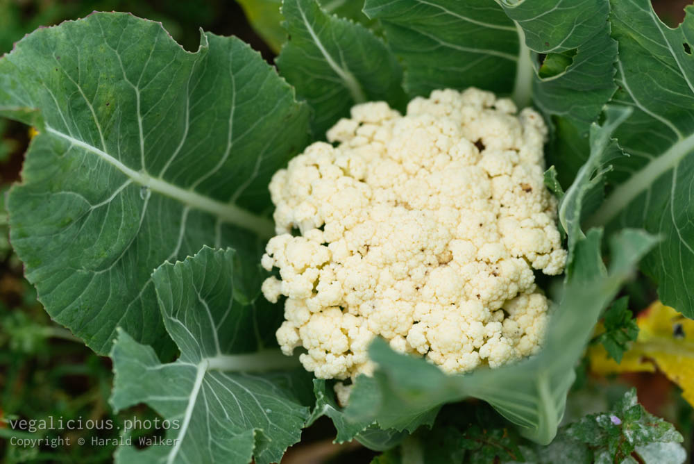 Stock photo of Growing cauliflower