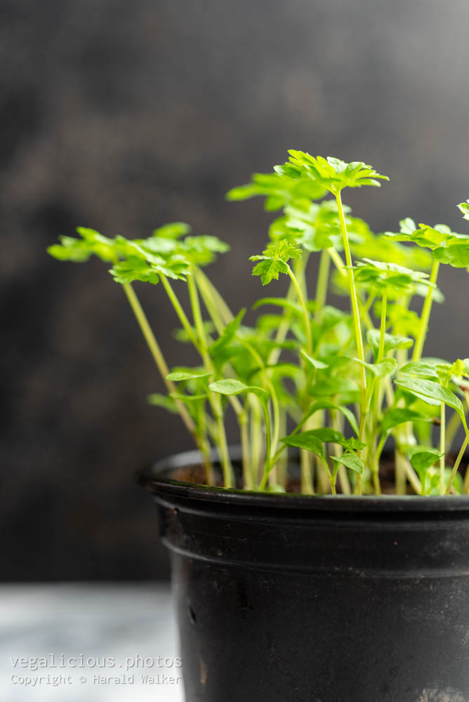 Stock photo of Parsley in a pot