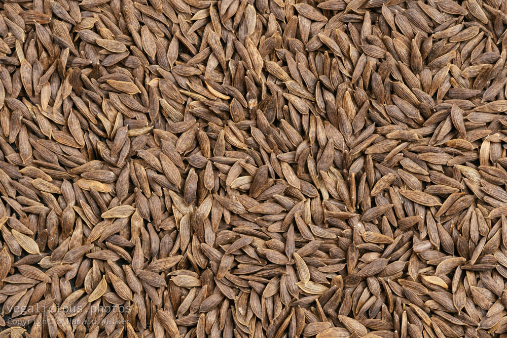 Stock photo of Lactuca sativa seeds
