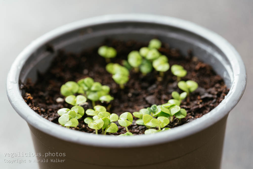 Stock photo of Basil seedlings