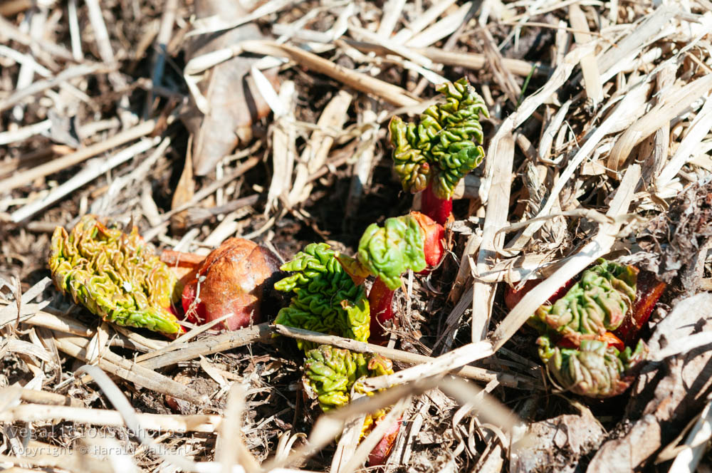 Stock photo of Rhubarb in spring