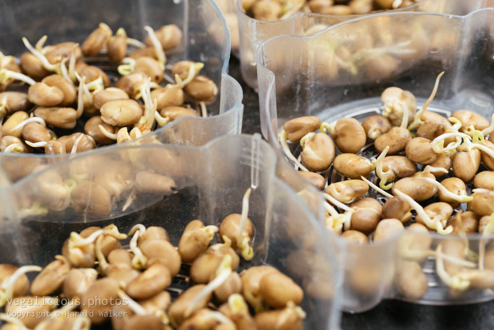 Stock photo of Sprouting fava beans