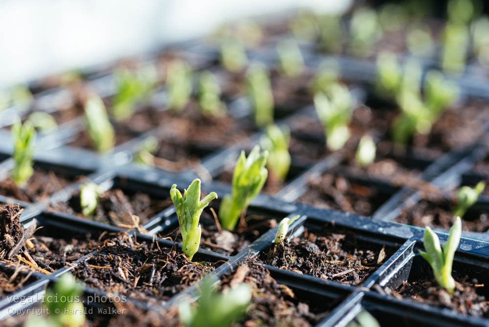 Stock photo of Fava bean seedlings