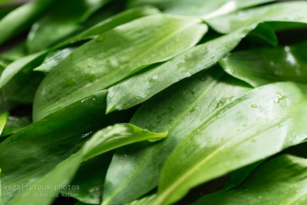 Stock photo of Fresh wild garlic leaves