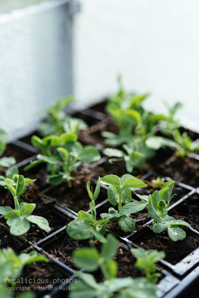 Stock photo of Snap pea seedlings