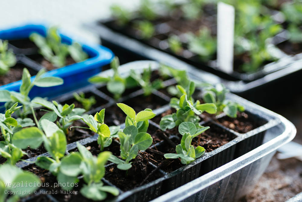 Stock photo of Snap pea seedlings