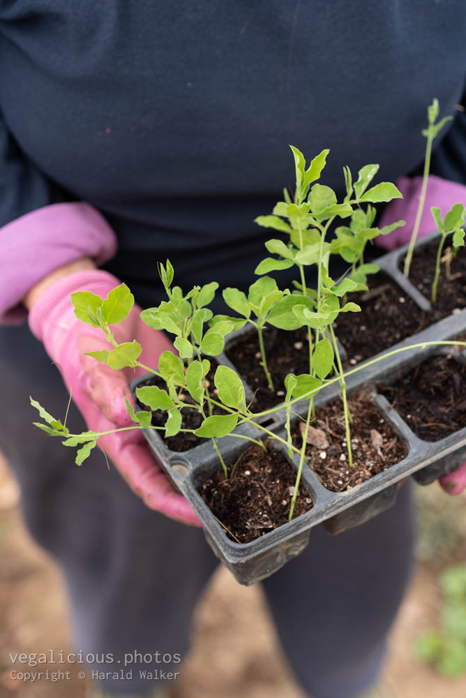 Stock photo of Sweet pea seedlings