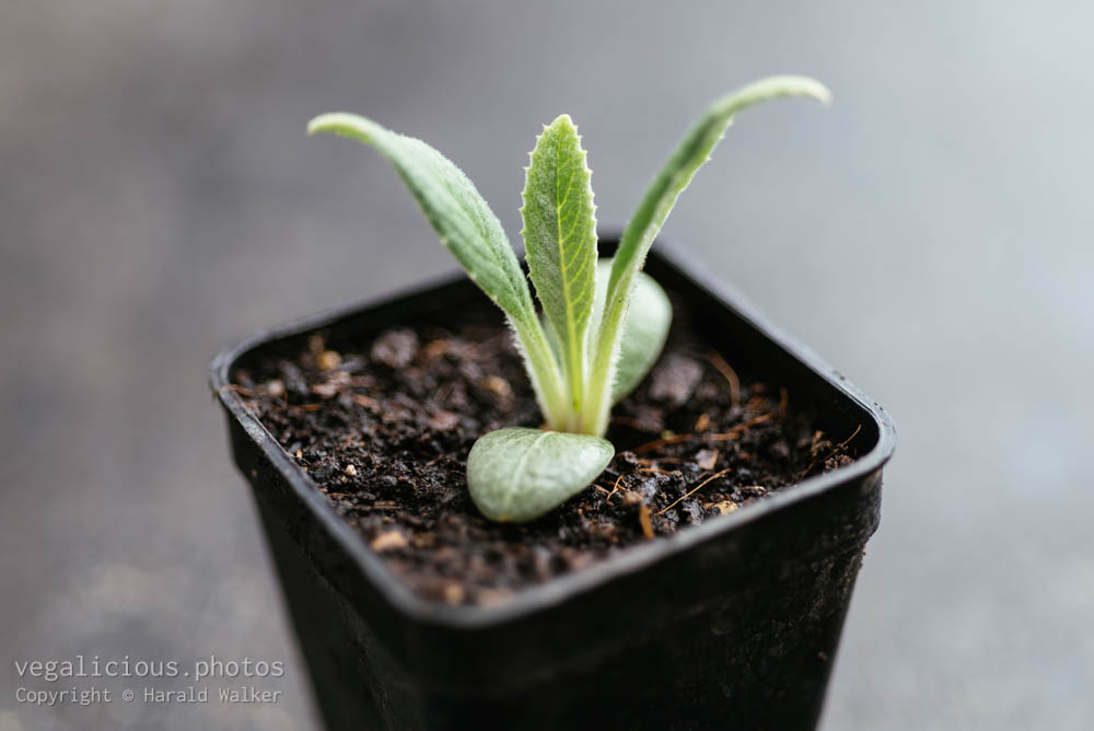 Stock photo of Globe artichoke seedling