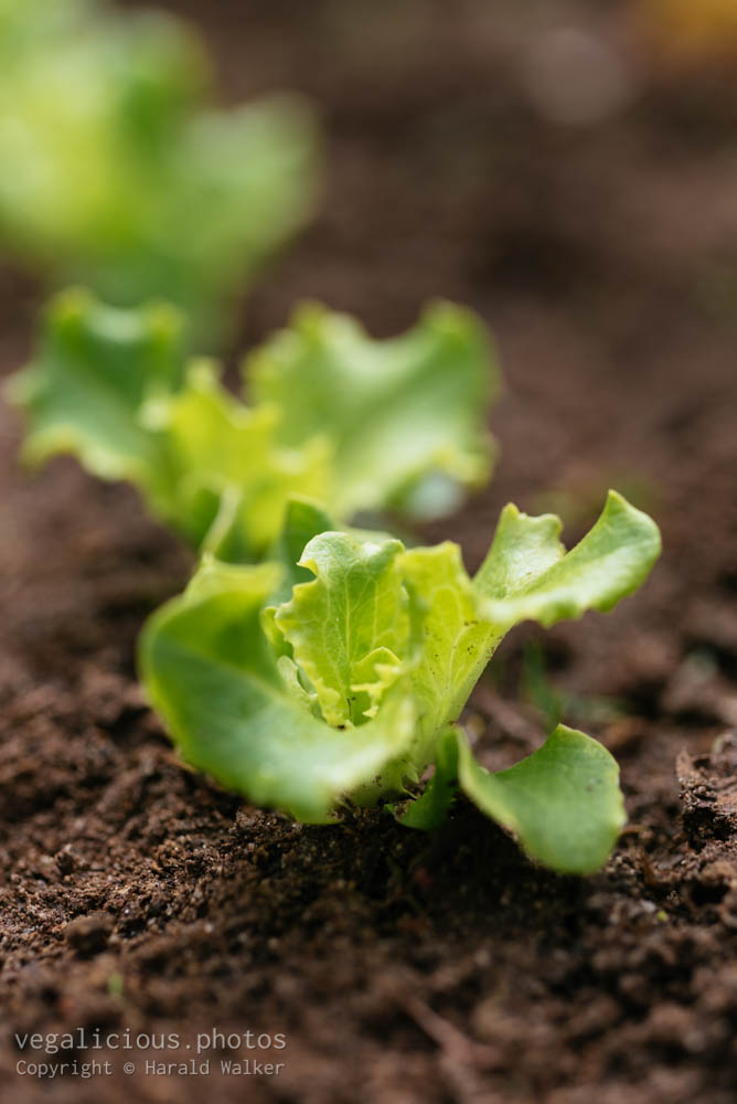 Stock photo of Lettuce “Leny”
