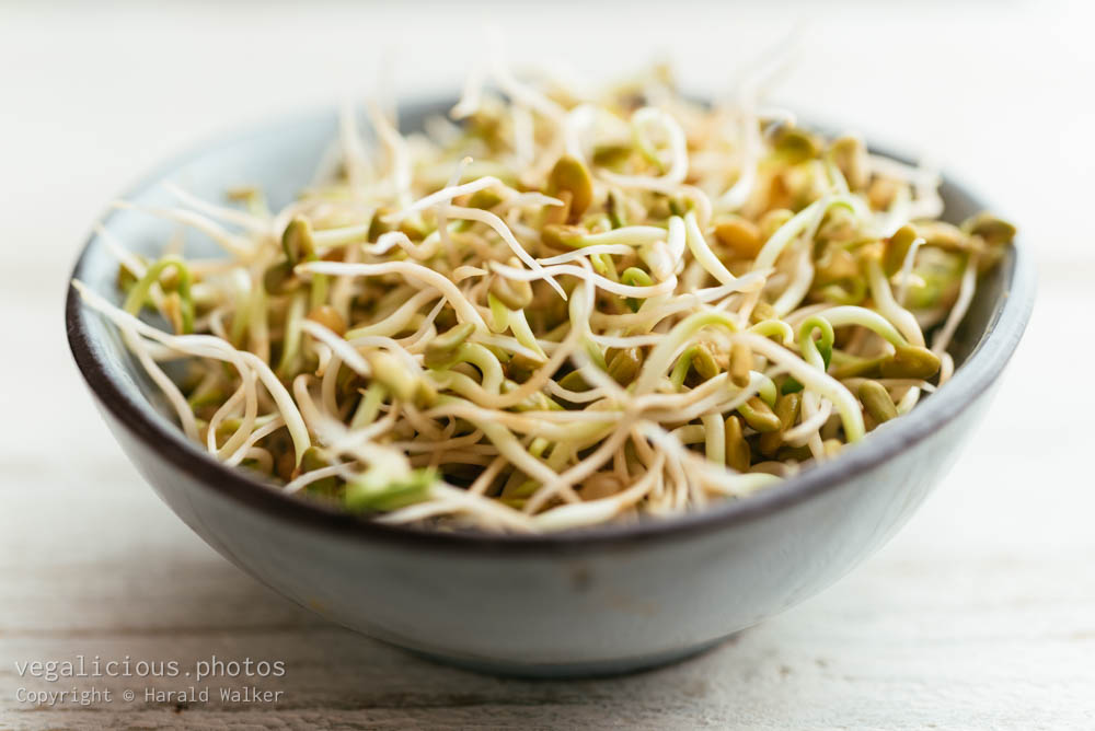 Stock photo of Fenugreek Sprouts