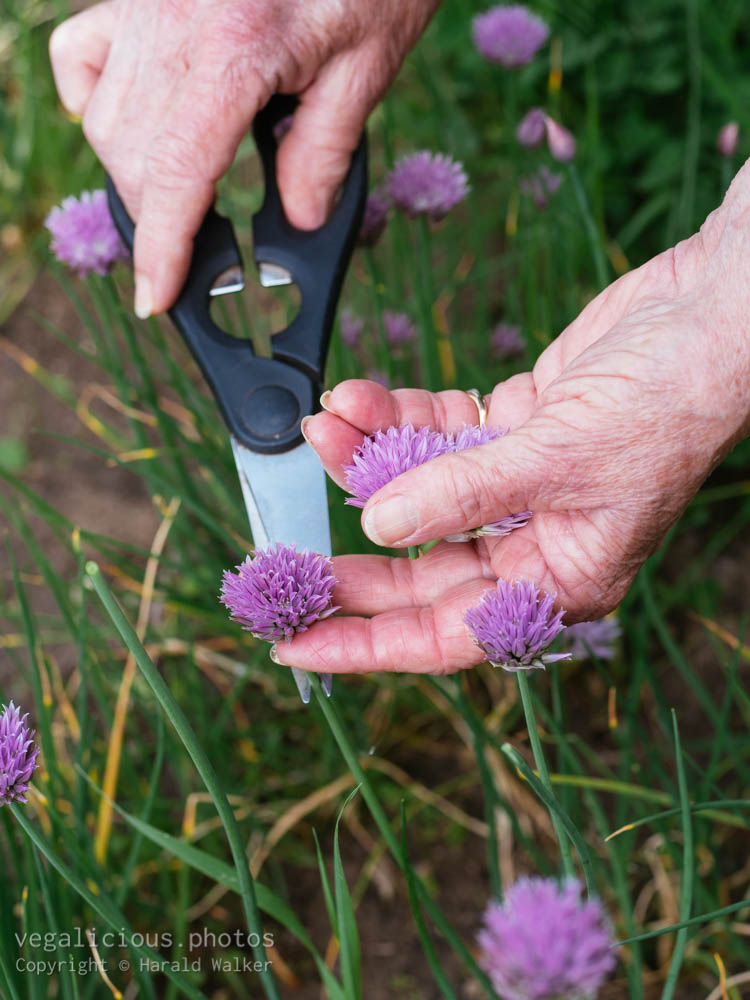 Stock photo of Harvesting chive flowers