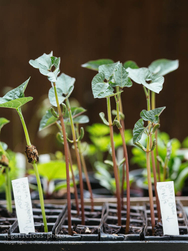 Stock photo of Bean seedlings