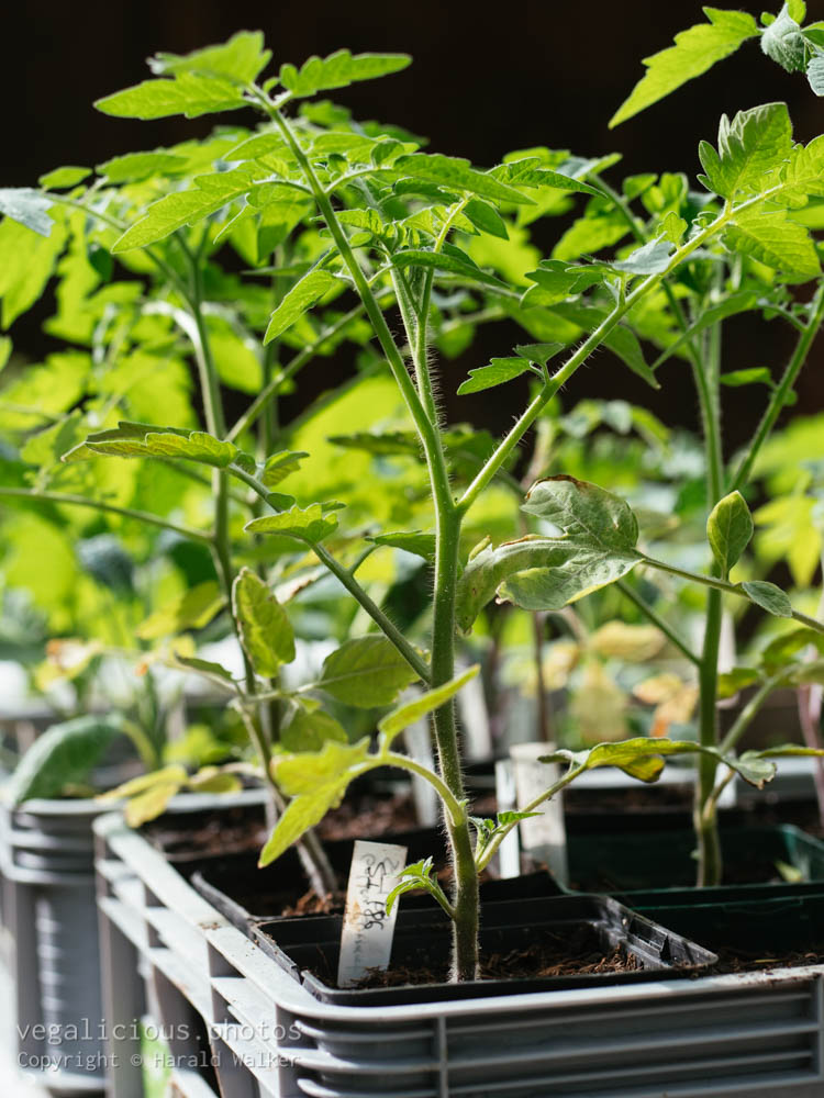 Stock photo of Tomato seedlings