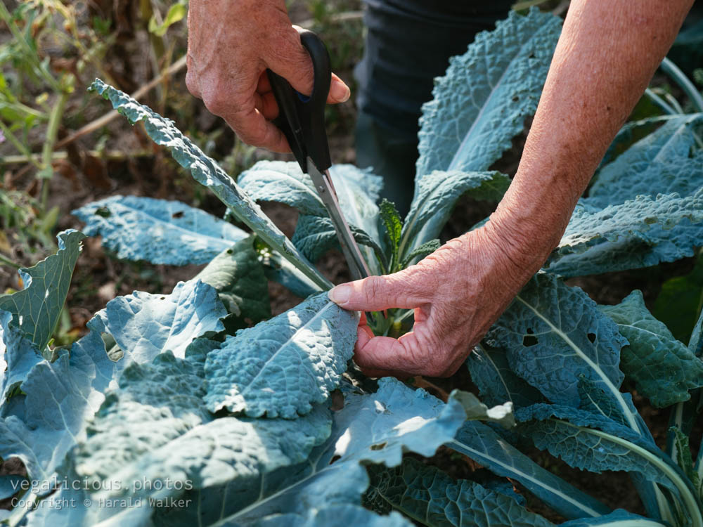 Stock photo of Lacinato kale harvest