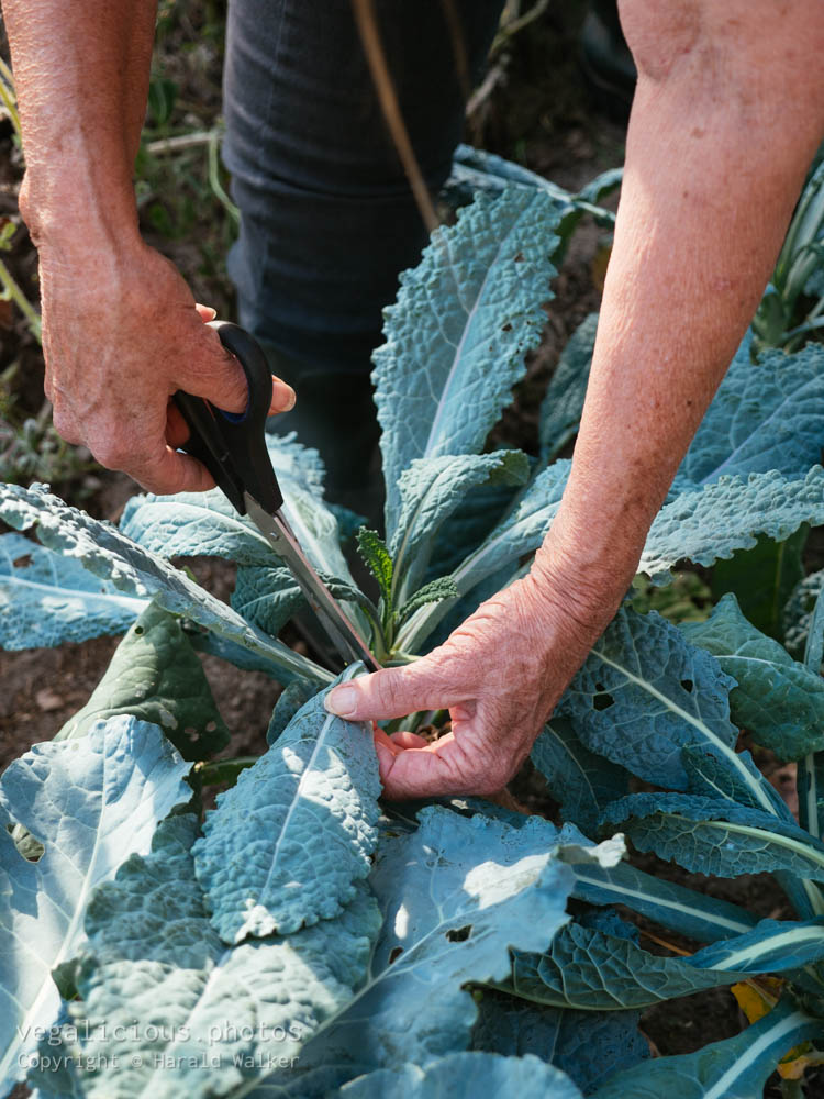 Stock photo of Lacinato kale harvest