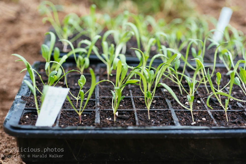 Stock photo of Spinach seedlings