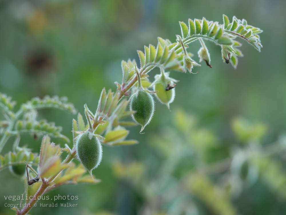 Stock photo of Chickpea pods