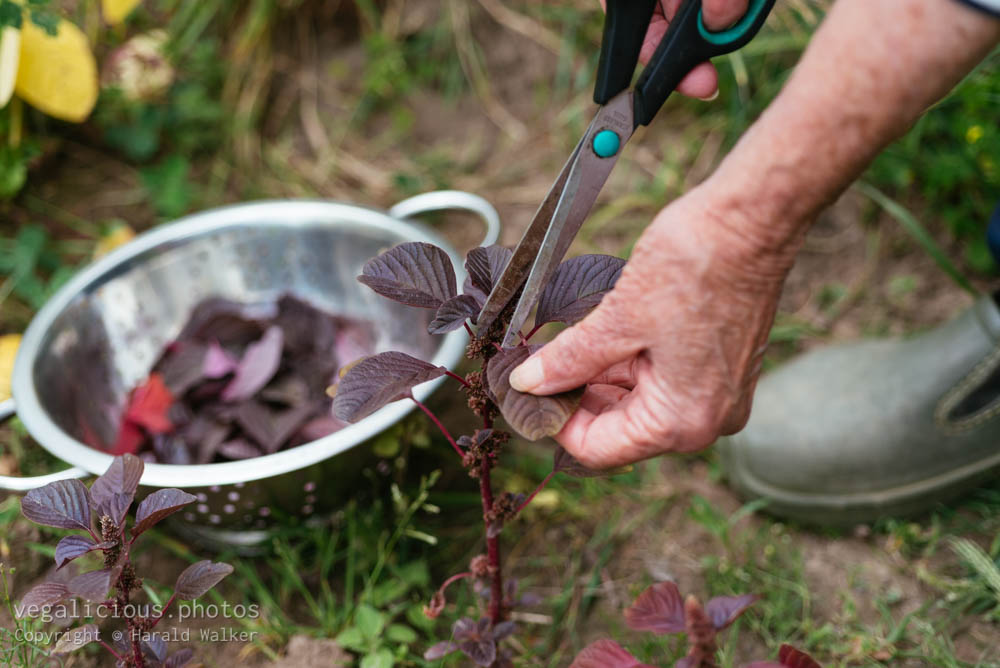 Stock photo of Harvesting purple leaf vegetable amaranth