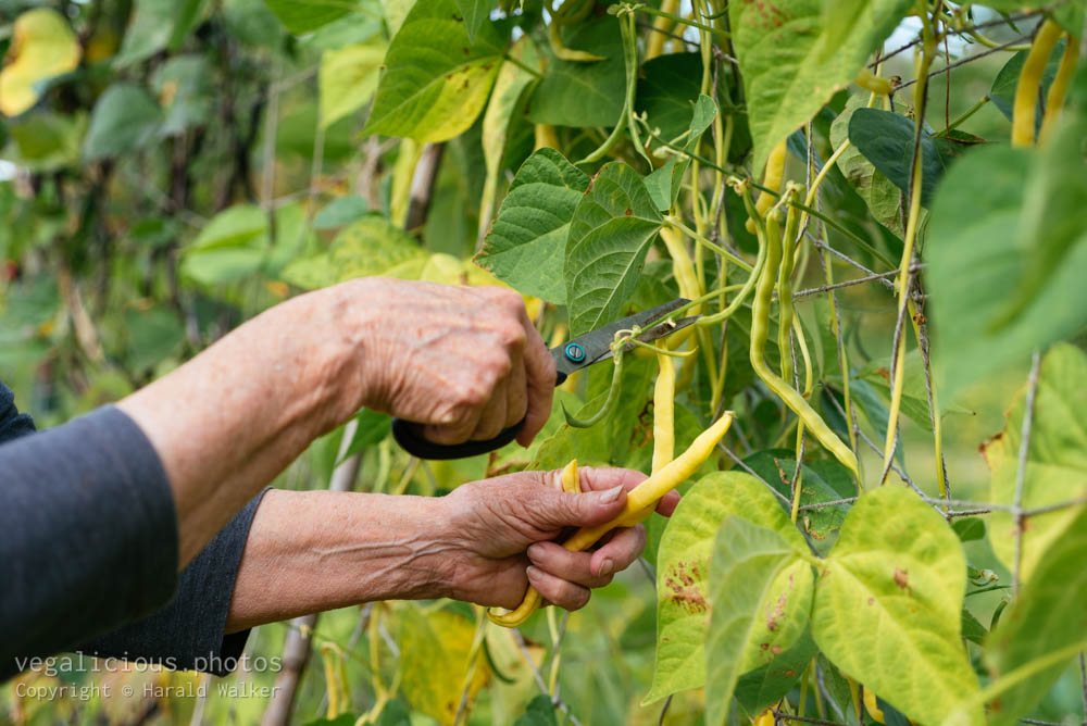 Stock photo of Harvesting yellow runner bean