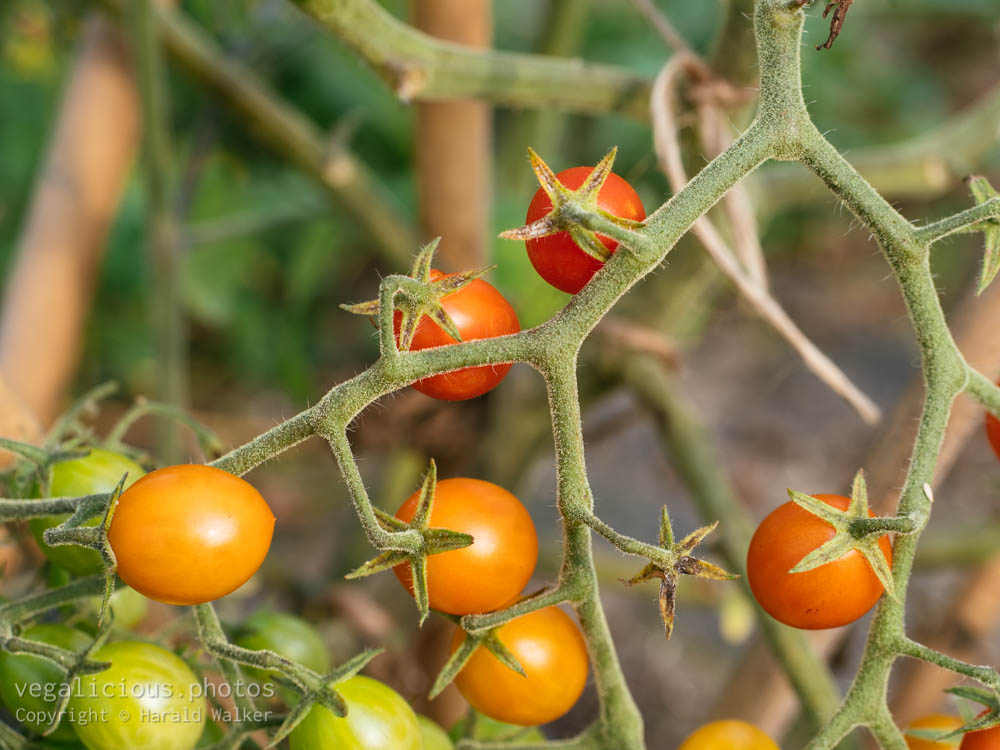Stock photo of Currant tomato