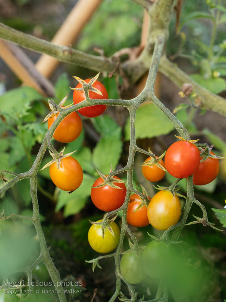 Stock photo of Currant tomato