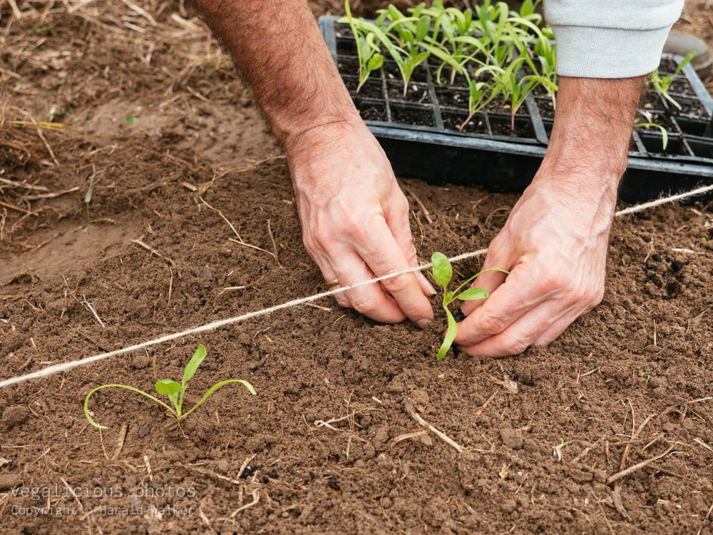 Stock photo of Planting spinach