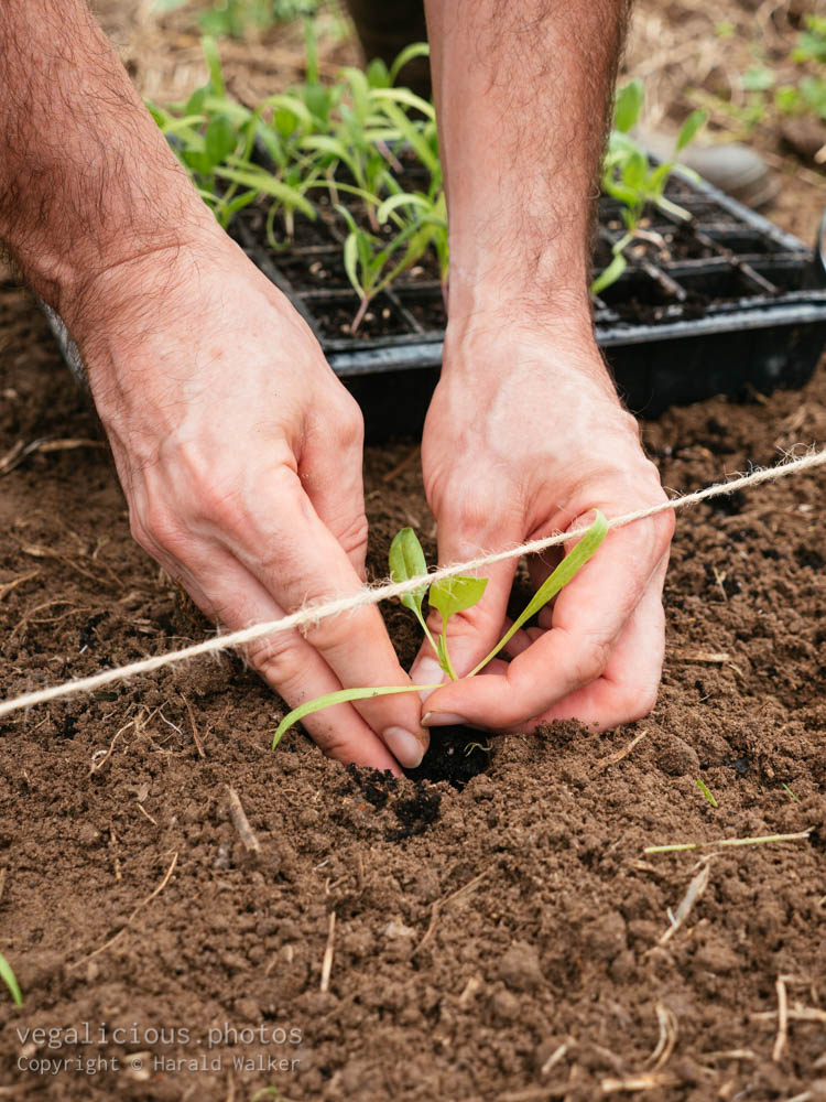 Stock photo of Planting spinach