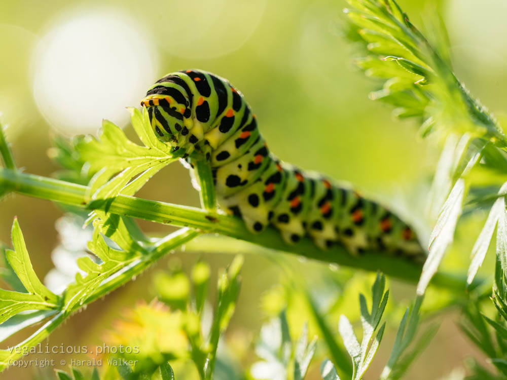 Stock photo of Swallowtail caterpillar