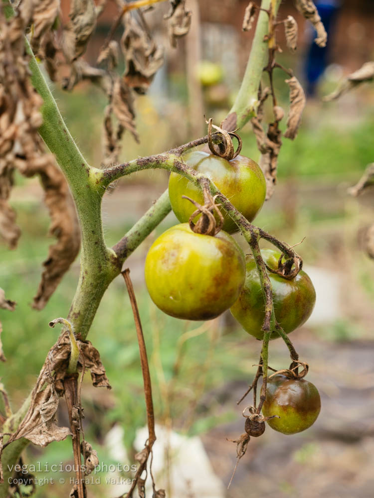 Stock photo of Tomato stem rot
