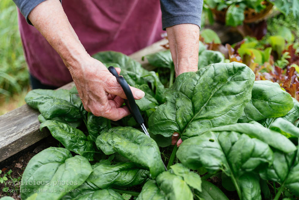Stock photo of Harvesting fresh spinach