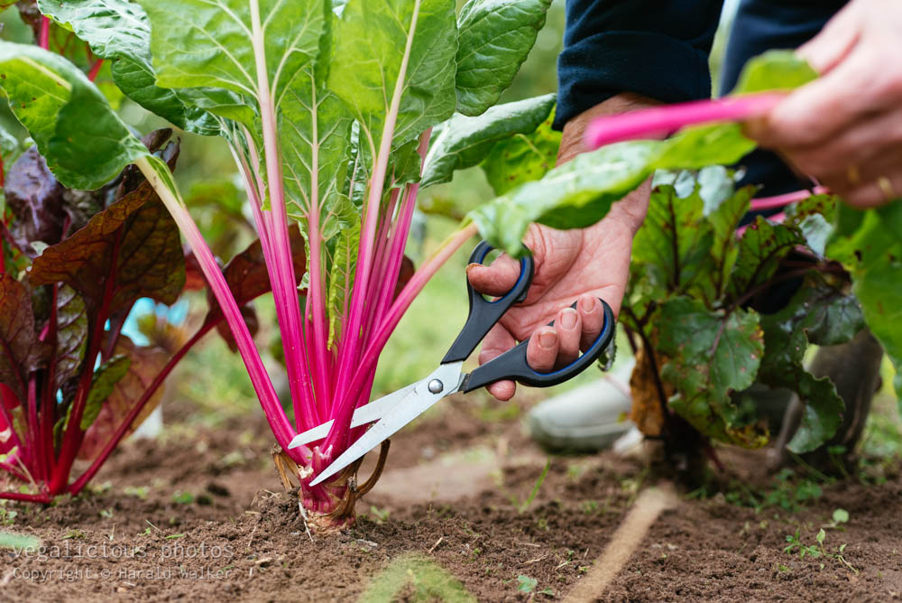 Stock photo of Pink stemmed chard