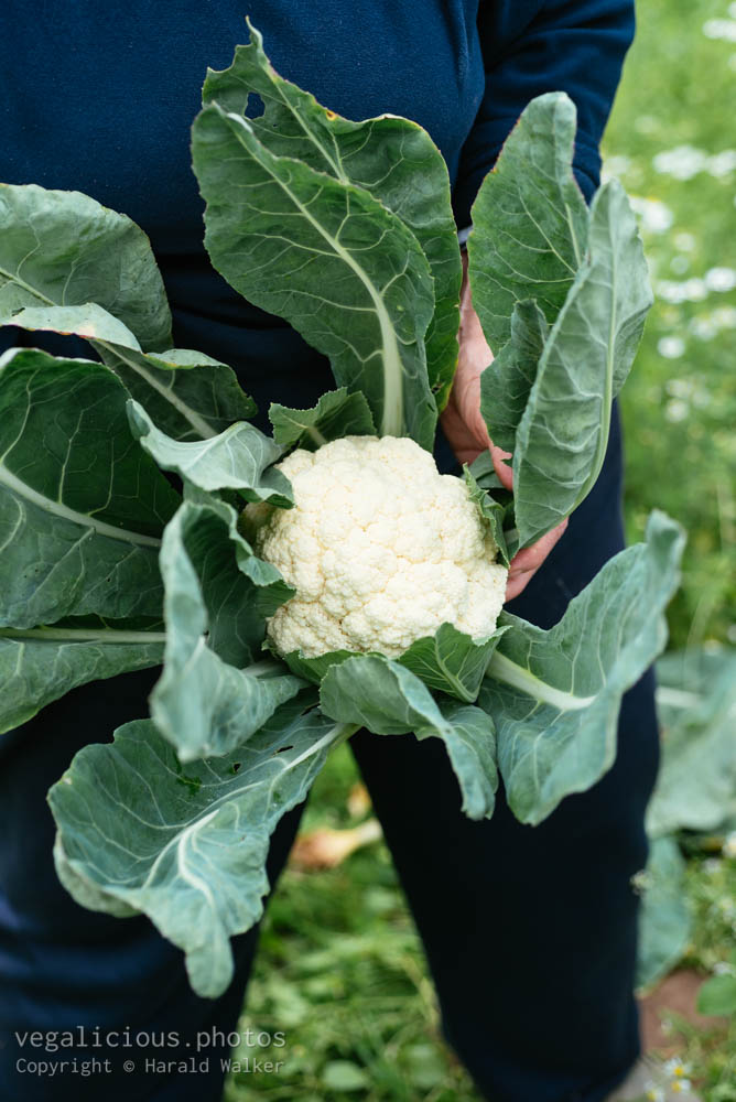 Stock photo of Harvested cauliflower